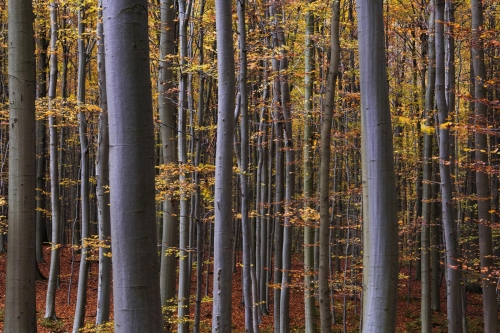 beech-forest-hetraie-foret-de-soignes-belgique